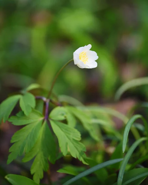 Anemone sylvestris. Primeras flores de primavera —  Fotos de Stock