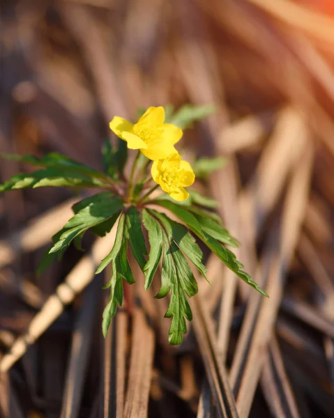 The yellow wood anemone (in Latin: Anemone Ranunculoides) blooms — Stock Photo, Image