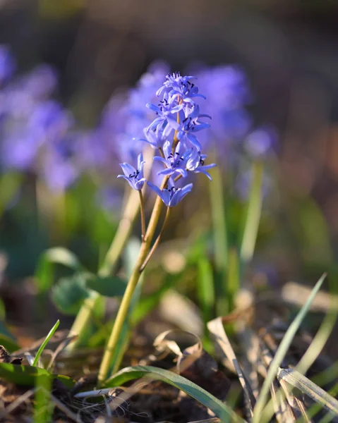 Spring flowers in a forest. Scilla Bifolia. — Stock Photo, Image