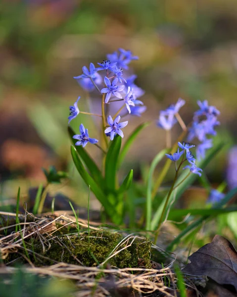 Flores de primavera em uma floresta. Scilla Bifolia. — Fotografia de Stock