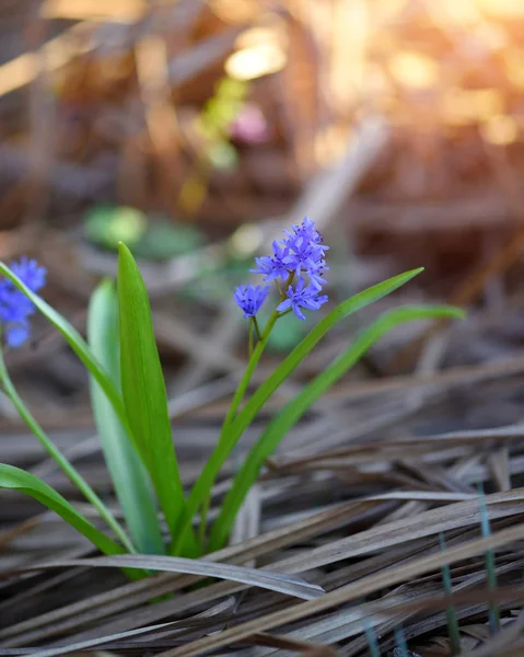 Flores de primavera em uma floresta. Scilla Bifolia. — Fotografia de Stock