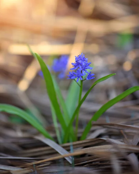 Весняні квіти в лісі. Scilla Bifolia. — стокове фото