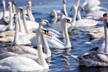 Mavi Göl güneşli günde güzel kuğu (Cygnus rengi)