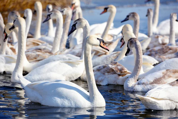 Beautiful swans (Cygnus olor) on blue lake in sunny day — Stock Photo, Image