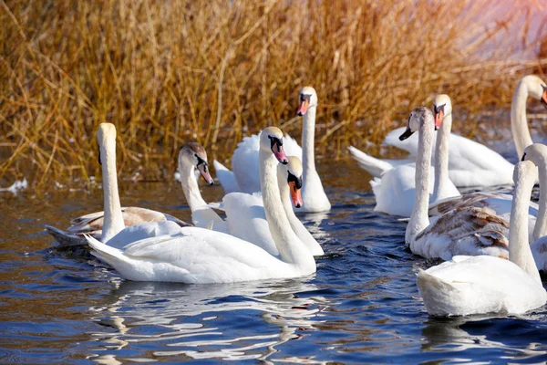 Beautiful swans (Cygnus olor) on blue lake in sunny day — Stock Photo, Image