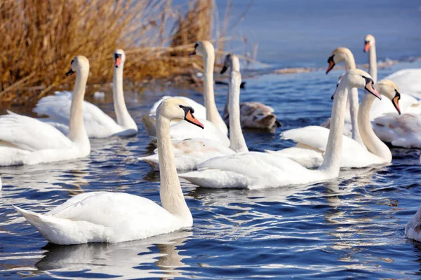 Beautiful swans (Cygnus olor) on blue lake in sunny day. — Stock Photo, Image