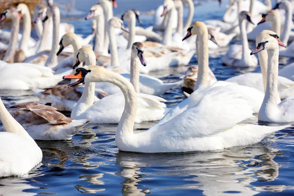 Beautiful swans (Cygnus olor) on blue lake in sunny day. — Stock Photo, Image