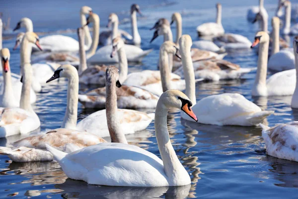 Belos cisnes (Cygnus olor) no lago azul em dia ensolarado . — Fotografia de Stock