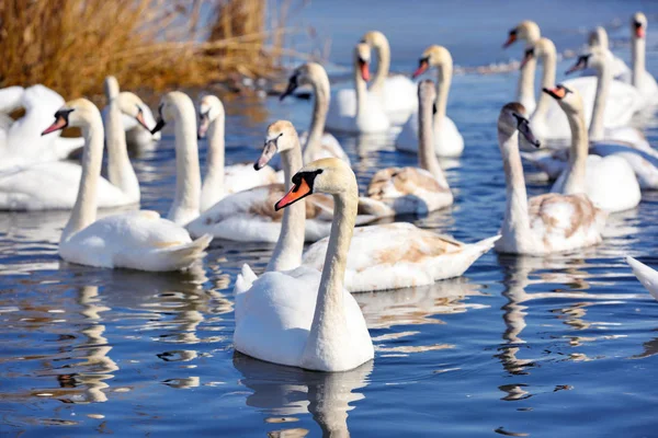 Beautiful swans (Cygnus olor) on blue lake in sunny day. — Stock Photo, Image