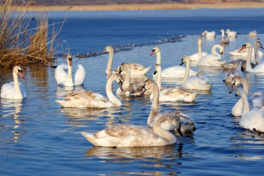Grup mavi su beyaz kuğu (Cygnus rengi) yüzmek. 
