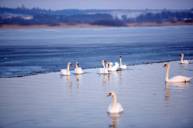 Güzel kuğu erken Bahar bir donma gölde yüzmek