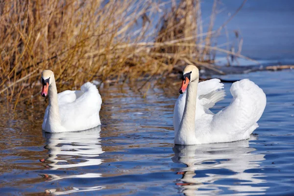 Romantic couple of swans (Cygnus olor) on blue lake in sunny day — Stock Photo, Image