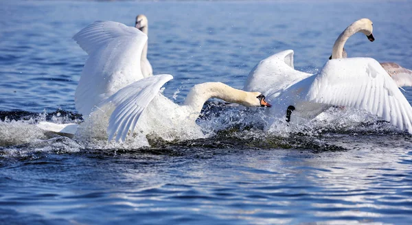 Beautiful swans (Cygnus olor) on blue lake in sunny day — Stock Photo, Image