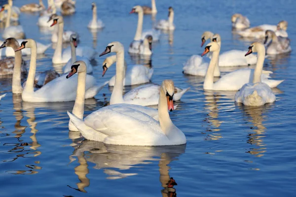 Hermosos cisnes (Cygnus olor) en el lago azul en el día soleado . — Foto de Stock