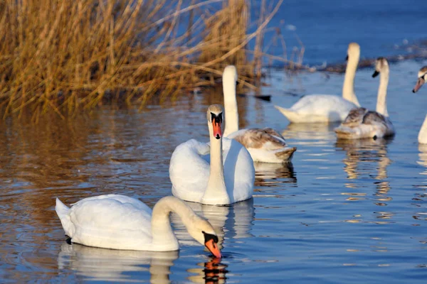 Hermosos cisnes (Cygnus olor) en el lago azul en el día soleado . — Foto de Stock