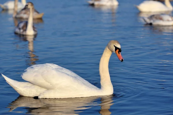 White swan (Cygnus olor) on blue lake in sunny day — Stock Photo, Image