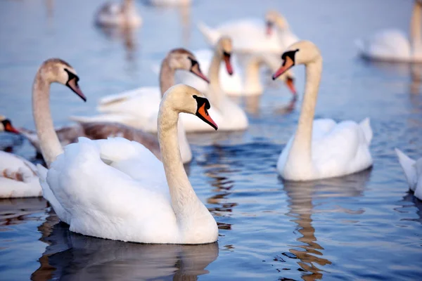 Beautiful swans (Cygnus olor) swim in blue water. — Stock Photo, Image