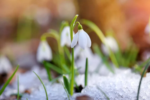 Snödroppar Galanthus Vårskogen Uppvärmningens Förebud Symboliserar Vårens Ankomst — Stockfoto