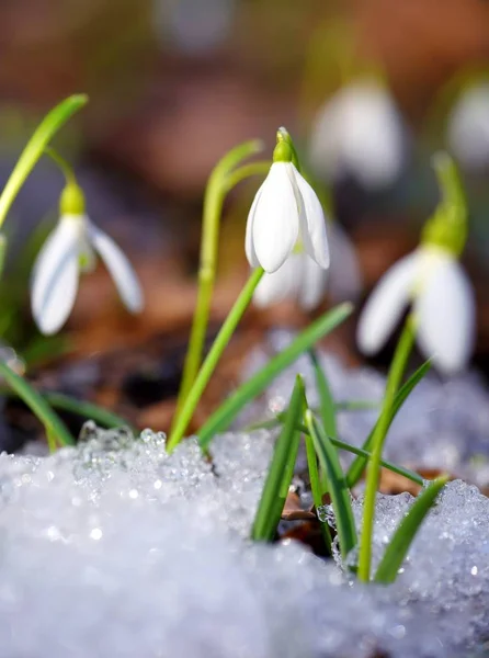 Snödroppar Galanthus Vårskogen Uppvärmningens Förebud Symboliserar Vårens Ankomst — Stockfoto