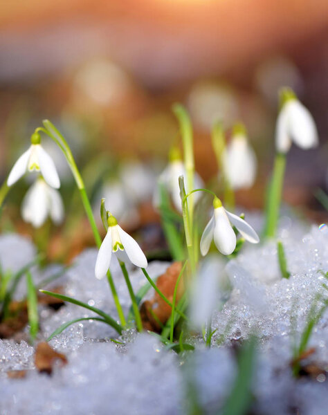 Подснежники (Galanthus) в весеннем лесу. Предвестники потепления символизируют приход весны.