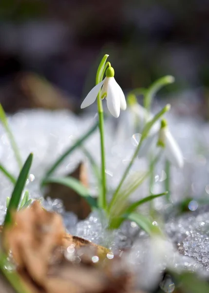 Gotas Neve Galanthus Floresta Primavera Precursores Aquecimento Simbolizam Chegada Primavera — Fotografia de Stock