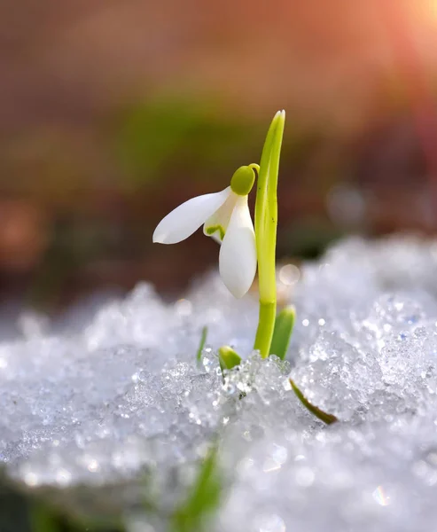 Gotas Nieve Galanthus Bosque Primavera Los Heraldos Del Calentamiento Simbolizan —  Fotos de Stock