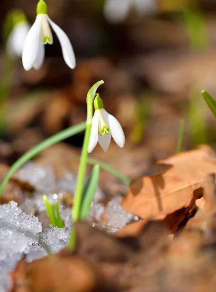 Snödroppar Galanthus Vårskogen Uppvärmningens Förebud Symboliserar Vårens Ankomst — Stockfoto