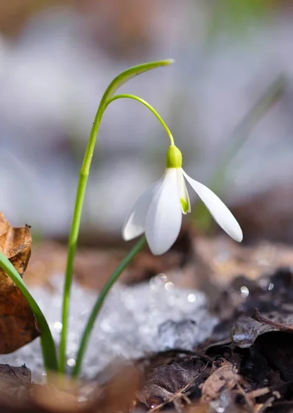 Snödroppar Galanthus Vårskogen Uppvärmningens Förebud Symboliserar Vårens Ankomst — Stockfoto