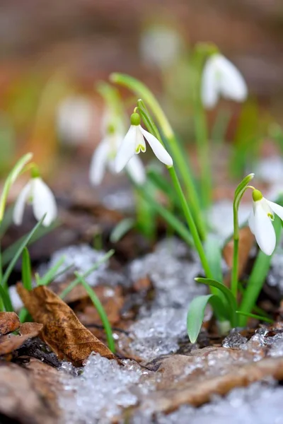 Сніжинки Galanthus Весняному Лісі Засоби Потепління Символізують Прихід Весни — стокове фото