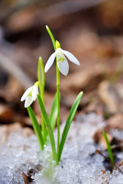 Gotas Neve Galanthus Floresta Primavera Precursores Aquecimento Simbolizam Chegada Primavera — Fotografia de Stock