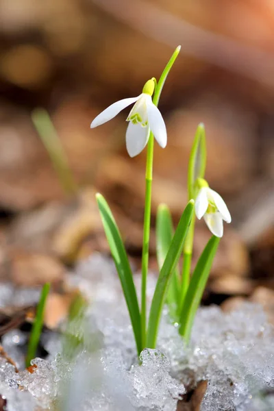 Snödroppar Galanthus Vårskogen Uppvärmningens Förebud Symboliserar Vårens Ankomst — Stockfoto