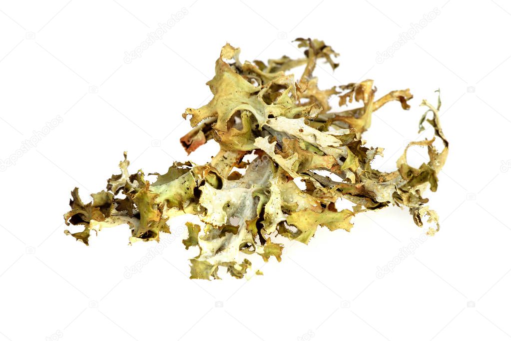 Dried Iceland moss (Cetraria islandica) lichen isolated on white