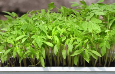 Plastik tepside domates fidesi. Genç ve sulu yeşil domates bitkileri bahçeye dikilmeye hazır