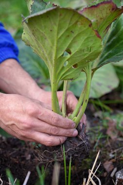 Bahçıvan bahçeye Bergenia crassifolia dikim. Bahar gar