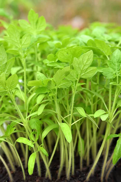 Plántulas de tomate en bandeja de plástico. Jóvenes y jugosas plantas de tomate verde listas para ser plantadas en el jardín — Foto de Stock