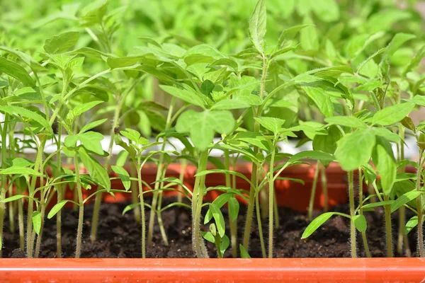 塑料托盘中的番茄幼苗。年轻多汁的绿色番茄植物准备在花园里种植 — 图库照片