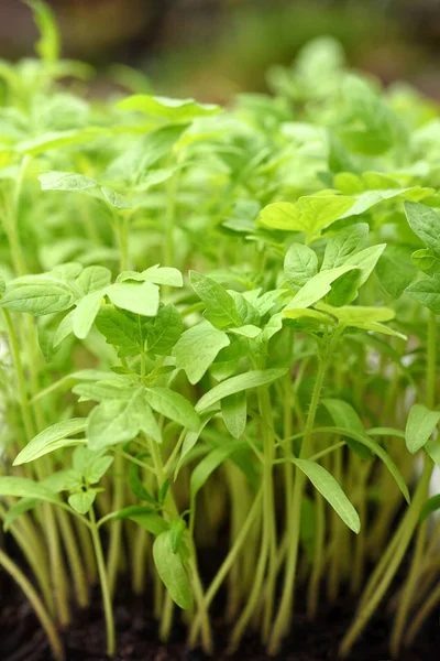 Plántulas de tomate en bandeja de plástico. Jóvenes y jugosas plantas de tomate verde listas para ser plantadas en el jardín — Foto de Stock