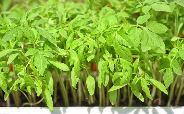 Plántulas de tomate en bandeja de plástico. Jóvenes y jugosas plantas de tomate verde listas para ser plantadas en el jardín —  Fotos de Stock