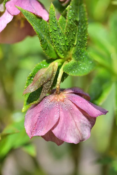 Vacker rosa Helleborus med droppar dagg, vårblommor i trädgården — Stockfoto