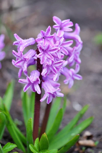 Pink Hyacinthus in a garden. Garden hyacinth with white blooming flowers — Stock Photo, Image