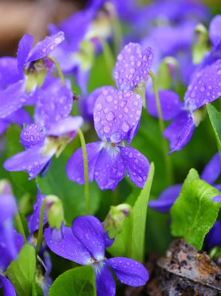 Kwiaty fiołki (Viola odorata). Wiosenne kwiaty z kroplami rosy — Zdjęcie stockowe