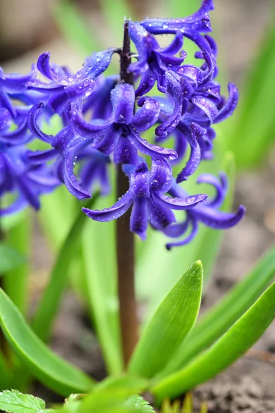 Фіолетовий Hyacinthus в саду. Сад Гіацинтовий з білими квітучими квітами — стокове фото