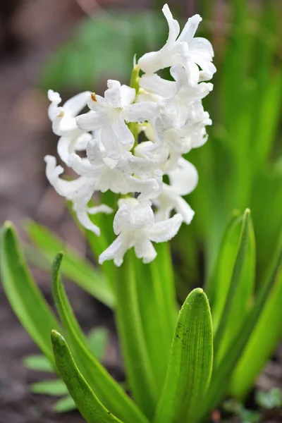 Hyacinthus blanco en un jardín. Jacinto de jardín con flores de flor blanca —  Fotos de Stock