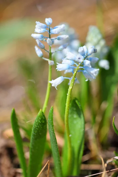 Jacintos florecientes (Hyacinthus leucophaeus) en el prado —  Fotos de Stock