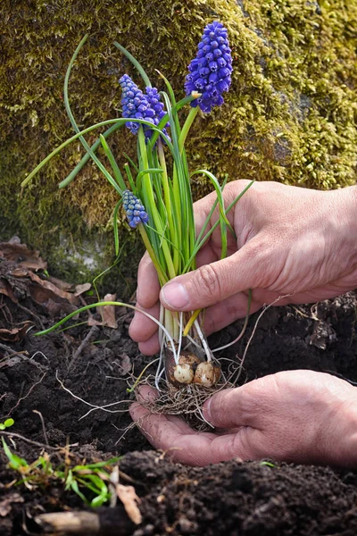 Blaue Muscari-Blüten in den Händen des Gärtners für die Pflanzung vorbereitet. — Stockfoto