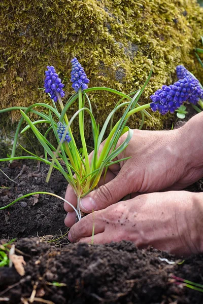 Gärtner pflanzt Muscari-Blumen im Garten. Frühjahrsgartenkonzept — Stockfoto