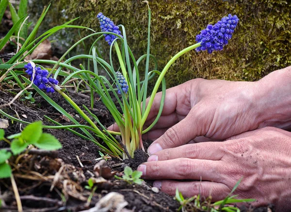 Садовник сажает цветы маскари в саду. Концепция весенних садовых работ — стоковое фото