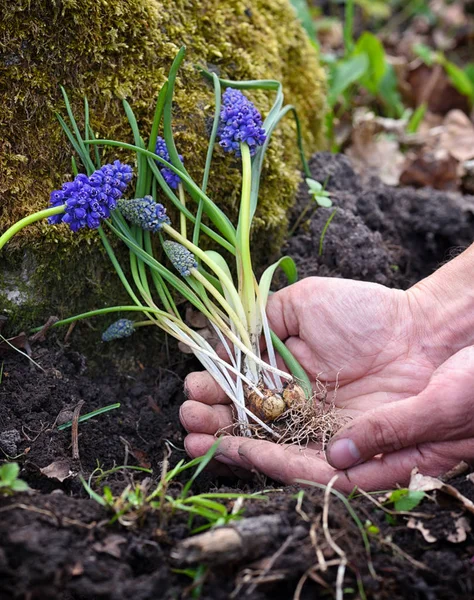 Niebieskie kwiaty Muscari w ręce ogrodnika przygotowane do sadzenia. — Zdjęcie stockowe