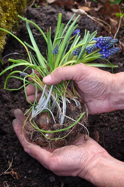Blaue Muscari-Blüten in den Händen des Gärtners für die Pflanzung vorbereitet. — Stockfoto