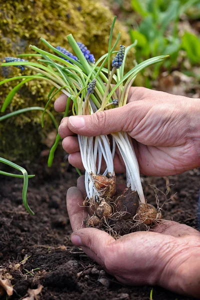 Fiori blu Muscari nelle mani del giardiniere preparati per la semina . — Foto Stock